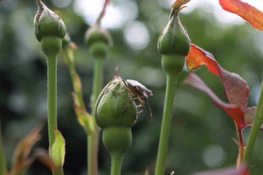 Çiçek tarlasında gül çiçeğinin üzerinde kahverengi marmorlu kalkan böcekleri. Halyomorpha halys böceği