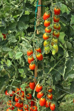 İtalyan Datterino veya sebze bahçesindeki dallarda yetişen kiraz domatesleri