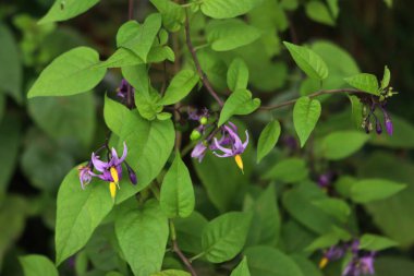 Şeytan üzümü bitkilerinin mor ve sarı çiçekleri. Solanum dulcamara Kuzey İtalya 'da yazın çiçek açıyor