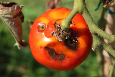 Büyük kırmızı olgun domatesler sebze bahçesinde geç küflenme hastalığından zarar görüyor. Phytophthora istilası