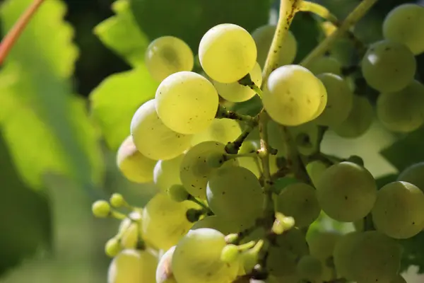 Kypsät Valkoiset Viinirypäleet Nimeltään Glera Auringonvaloa Vastaan Viinitarhassa Loppukesällä — kuvapankkivalokuva