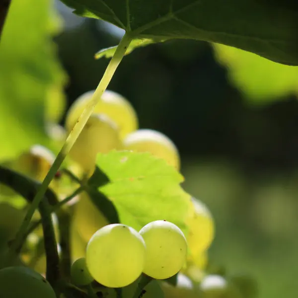 Mogna Vita Druvor Som Kallas Glera Mot Solljus Vingården Sensommaren — Stockfoto