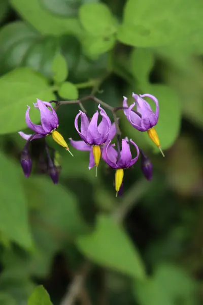 Nahaufnahme Von Lila Und Gelben Blüten Der Teufelstraube Solanum Dulcamara — Stockfoto