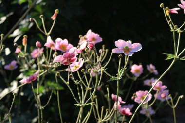 Açık pembe Japon şakayık çiçekleri de yel çiçeği ya da yüksük otu olarak da bilinir. Karanlık arka planda Anemone Hupehensis