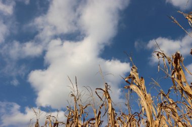 Mısır tarlası güneşli bir günde beyaz bulutlarla mavi gökyüzünü hasat etmeye hazır. Yazın sonlarında tarım arazisi