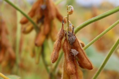 Fotokopi alanı olan soya fasulyesi bitkisinin üzerinde bulunan bir sürü kahverengi marmorlu kalkan böceğinin yakın çekimi. Halyomorpha, İtalya 'nın nemfobik safhasında bir böcek.