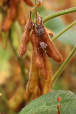 Sahadaki soya fasulyesi bitkisinin üzerinde bulunan bir sürü kahverengi marmarmorlu kalkan böceğinin yakın çekimi. Halyomorpha, İtalya 'nın nemfobik safhasında bir böcek.