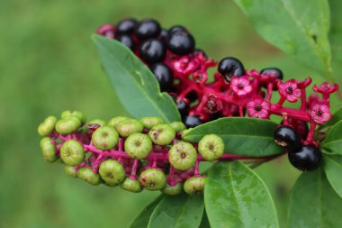 Phytolacca americana olgun böğürtlenlerine yakın çekim. Yazın sonlarında bahçedeki yosun bitkisi