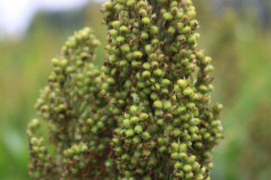 Tarladaki yeşil Sorghum veya darı bitkilerine yakın çekim. Kuzey İtalya 'da Sorghum tarım ekimi