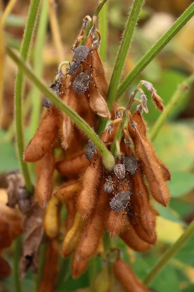 Närbild Många Bruna Marmorerade Sköldinsekter Sojabönsplantan Fältet Halyomorpha Halys Insekt — Stockfoto