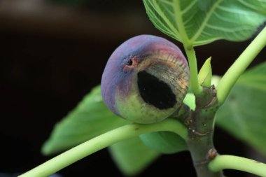 Meyve bahçesinin dalında siyah küflü çürük mor incir.