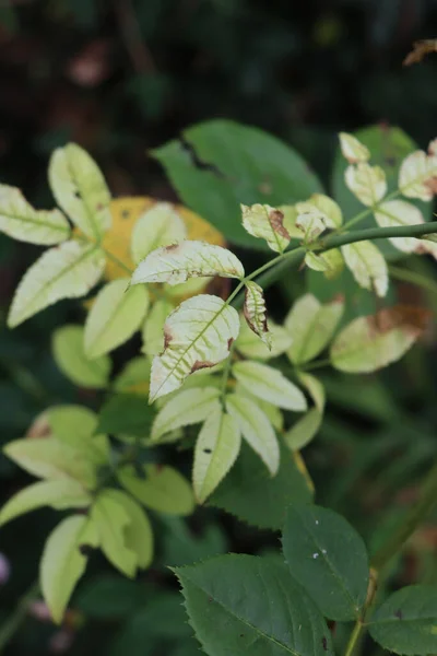 Close Iron Chlorosis Disease Green Leaves Rose Bush Flowerbed — Stock Photo, Image