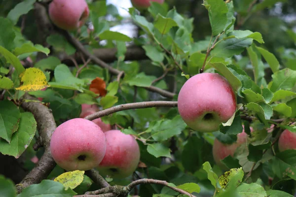 Zbliżenie Czerwonych Jabłek Florina Rosnących Gałęzi Drzewie Sadzie Malus Domestica — Zdjęcie stockowe