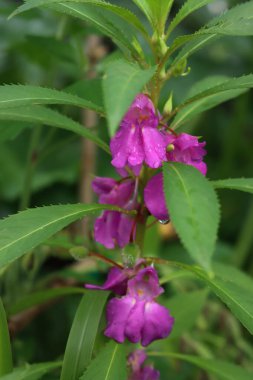  Bitki üzerindeki pembe Impatiens balsamina çiçeklerine yakın çekim. Ayrıca balsam, bahçe balsamı, gül balsamı, dokunma- bana ya da benekli yosun da deniyor.