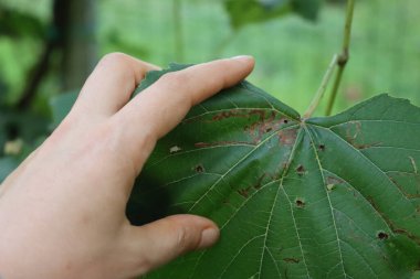 Çiftçiler, yaprak madenlerinden etkilenen yeşil asma yapraklarını tutuyorlar. Buna güve larvaları, testere, böcek ya da sinekler sebep olur.