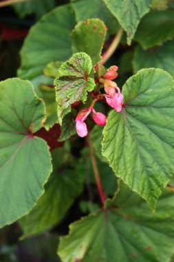 Begonya Evansiana grandis bitkisinin çok sayıda pembe çiçekli yakın çekimi yaz aylarında bahçede çiçek açar.
