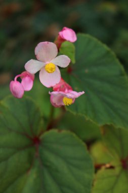 Begonya Evansiana grandis bitkisine yakın çekim. Bahçede bir sürü pembe ve sarı çiçek var.