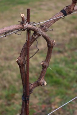 Kış mevsiminde İtalya 'nın kırsal kesimlerinde Pinot Vineyard' a yakın çekim.