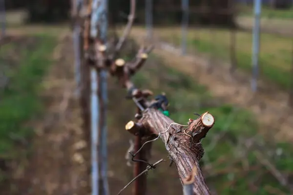 Detailní Záběr Proříznuté Pinot Vinice Zimní Sezóně Italském Venkově Zimní Stock Obrázky
