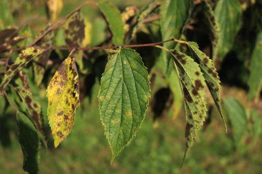 Celtis australis with fungal disease. European nettle tree with many dark spots on leaves clipart