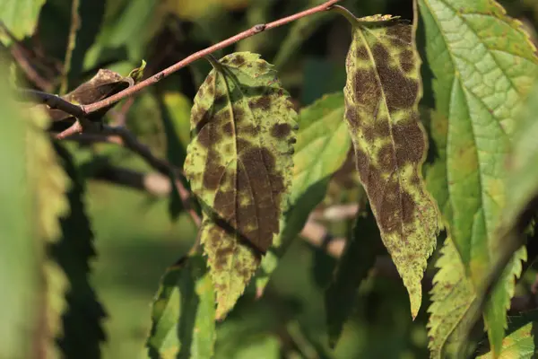 Celtis australis with fungal disease. European nettle tree with many dark spots on leaves