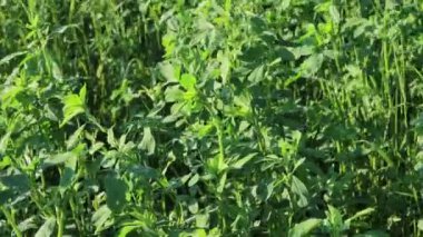 Green Alfalfa cultivation in sunlight. Medicago sativa agricultural field on summer 