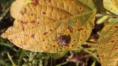 Sarı bir soya yaprağının üzerinde kahverengi marmarmorlu kalkan böcekleri. Halyomorpha, böcek istilasına uğradı.