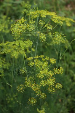 Yaz mevsiminde sebze bahçesinde yetişen sarı çiçekli yeşil dereotlarının yakın çekimi. Anethum mezarlıkları 