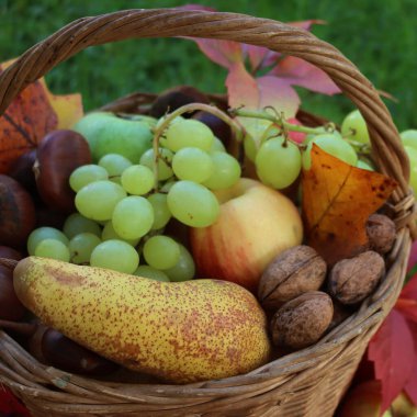 Hasır sepette turuncu ve sarı yapraklı çeşitli taze sonbahar meyveleri. Üzüm, elma, armut, ceviz ve kestane yeşillik arka planda