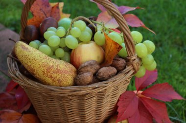 Hasır sepette turuncu ve sarı yapraklı çeşitli taze sonbahar meyveleri. Üzüm, elma, armut, ceviz ve kestane yeşillik arka planda