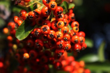 Kopyalama alanı olan sonbahar arkaplanı. Turuncu çilekli Pyracantha çalısı, aynı zamanda Firethorn olarak da bilinir.