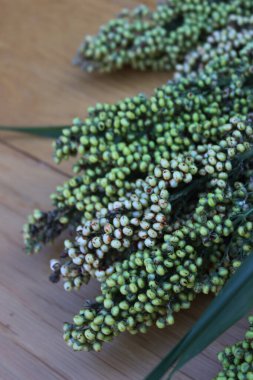 Tahta masanın üzerinde toplanan yeşil Sorghum bitkilerinin yakın çekimi. Sorghum vulgare 