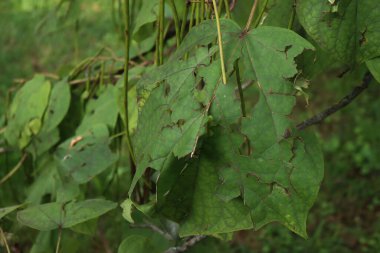 Paulownia Tomentosa Ağacı 'nın yeşil yaprakları, yazın bahçedeki dolu taşlarından zarar görmüş. 