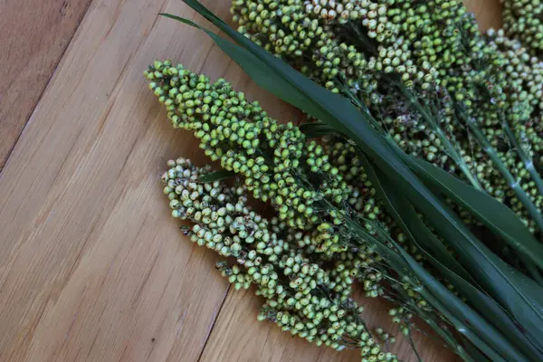 Many green harvested Sorghum plants on wooden background with copy space. Sorghum vulgare