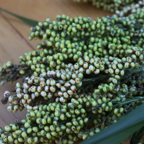 Close-up of  green harvested Sorghum plants on wooden table. Sorghum vulgare