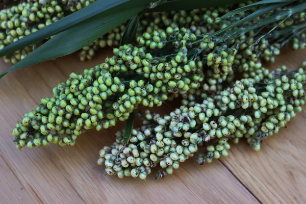 Close-up of  green harvested Sorghum plants on wooden table. Sorghum vulgare