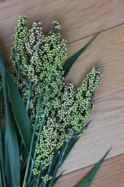 Many green harvested Sorghum plants on wooden background. Sorghum vulgare
