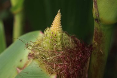 Yaz başında tarlada yetişen mısır koçanı. Zea mays