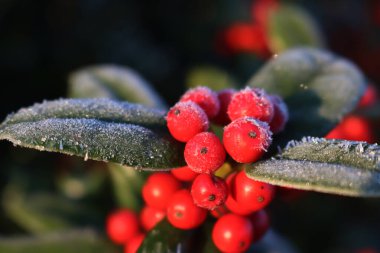 Holly Bush 'un koyu doğal arka planda kırmızı böğürtlenli yakın çekimi. Ilex cornuta, diğer adıyla Çinli Holly. 