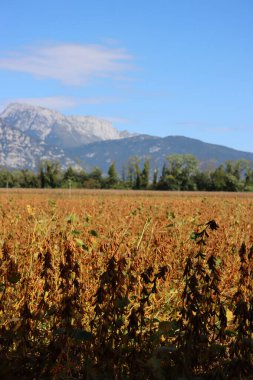 Güneş ışığına karşı bazı soya fasulyesi bitkileriyle birlikte maksimum Glycine tarımı. Sonbahar mevsiminde güneşli bir günde sarı kuru soya tarlası.