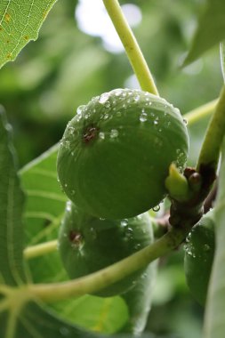 İncir ağacının dalına asılı yeşil incir meyveleri. Yaz yağmuru sonrası su damlalarıyla kaplı.