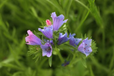 Çayırdaki mavi ve pembe çiçeklerle ortak bir nokta. Symphytum officinale