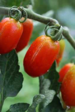 İtalyan kırmızı Datterino ya da çatlamış ve dökülmüş derili Cherry domatesleri. Aşırı nem (yağmur veya sulama) nedeniyle oluşan konsantrik çatlak hasarı olarak da bilinir.)