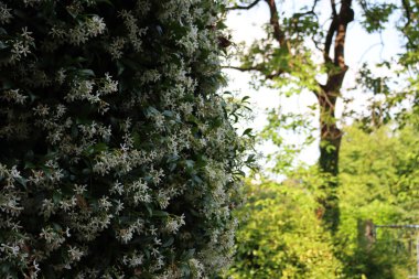 Beyaz dağcı yıldız Jasmine Bush baharda bulanık bahçe arka planına karşı çiçek açıyor. Trachelospermum jasminoides 