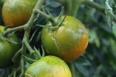 İtalyan yeşil olgunlaşmamış Datterino ya da çatlamış ve dökülmüş derili Cherry domatesleri. Aşırı nem (yağmur veya sulama) nedeniyle oluşan konsantrik çatlak hasarı olarak da bilinir.)