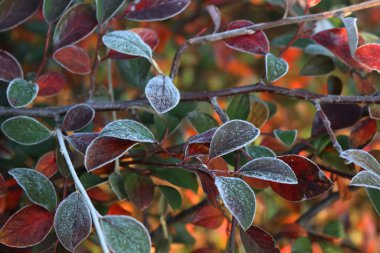 Cotoneaster çalılığında kışın kırmızı ve yeşil yapraklı buzun yakın çekimi.