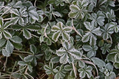 Çayırdaki yeşil bitkilerin üzerindeki ağır buza yakın çekim. Kış arkaplanı