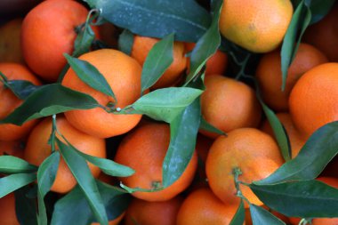 Olgun turuncu mandalina, Clementine ya da Mandarine. Citrus reticulata 