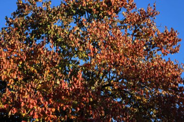 Mavi gökyüzünde kırmızı ve turuncu yapraklı hurma ağacı. Diospyros kaki sonbahar sezonu 