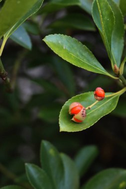 Dalında portakallı küçük meyveler olan yemyeşil Japon Spindle ağacı. Euonymus Japonicus 